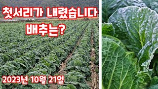 첫서리 내렸습니다 배추밭에도 하얗게 괴산절임배추 자연특별시괴산 [배추재배방법]