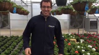Q&A Tuesday [Episode_003] When to Plant Geraniums, Russian Sage and Flowering Perennials