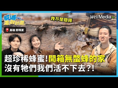 揭開台灣無螫蜂的生態任務！牠們消失，人類只剩4年！？【城鄉走跳計畫】EP18