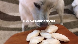 Dog Eating Rice Biscuit [Sound Dogs Love]