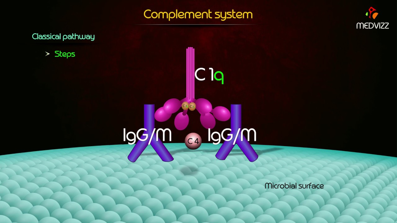 complement pathway Animation - Classial Pathway , Alternative pathway , Lectin pathway - YouTube