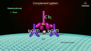 complement pathway Animation - Classial Pathway , Alternative pathway , Lectin pathway
