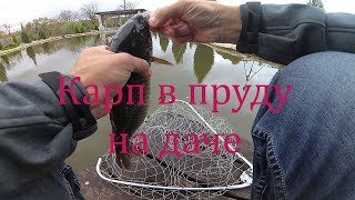 Уроки разведение карпа в пруду на даче