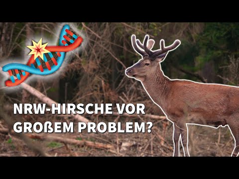 Hirsche in NRW durch Inzucht bedroht? | Neue Forschungsergebnisse | Interview