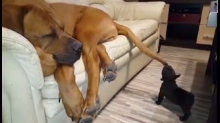 Puppy tries to chew on a Great Dane