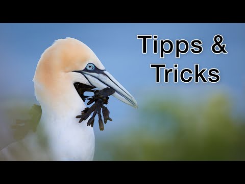 Bird photography on Heligoland: Tips and tricks for successful photos