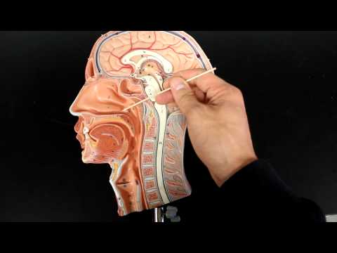 RESPIRATORY SYSTEM ANATOMY: Air flow from the nose to laynx 1/2 head model