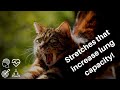 DIAPHRAGMATIC BREATHING EXERCISES FOR RELAXATION LUNG CAPACITY 1 4