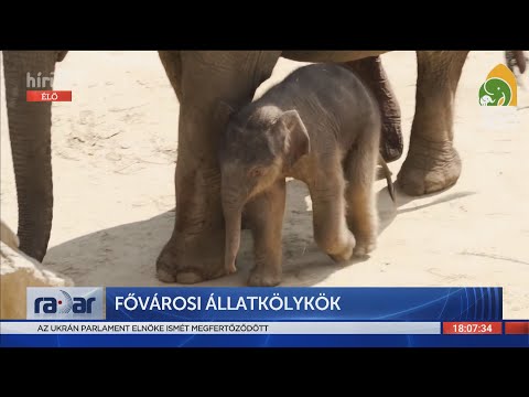 A parazita fejlődésének szakaszai