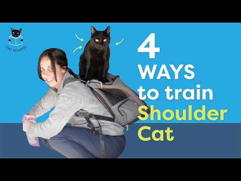 Shoulder Cat Training: Teach Your Cat To Jump and Sit On Your Shoulder