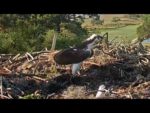 Savannah Ospreys | Male bring added new stick in nest | May 01, 2022