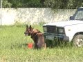 В Самаре проходят региональные соревнования полицейских-кинологов