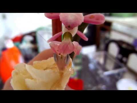 Orchid Mantis Eating Banana