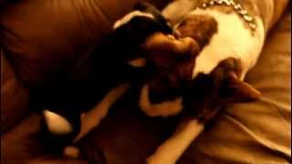 Wallace and Otis.  Puppy Fights 3