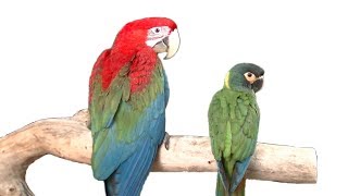 Big and Dwarf Macaws