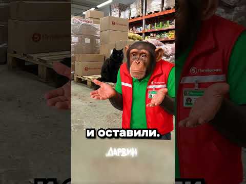 Она продаёт рыбов