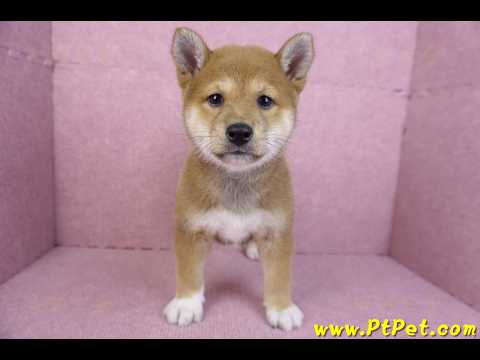 11/08赤色柴犬母幼犬1號(花蓮吉安)