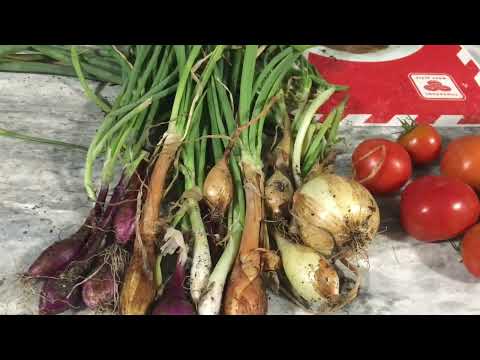 Another Harvest | First Honey Rock Melon. #mygrannysgarden