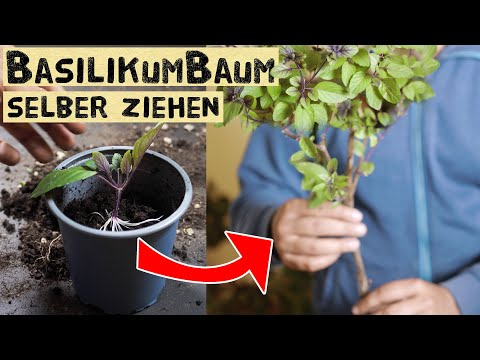 Basilikum als Stämmchen ziehen. Strauchbasilikum mehrjährig im Topf kultivieren und vermehren