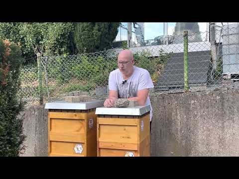 Alsbach_ Imker #7 Ein Tag nach dem Angriff