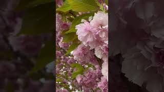 Kwanzan Cherry Blossom Tree