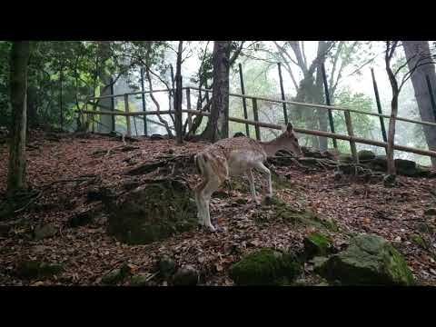 Deer Watching - Park Pallavicino - Northern Italy - Stresa