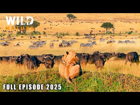 WILD SERENGETI | Battle for Survival in Predator Territory | Animal documentary