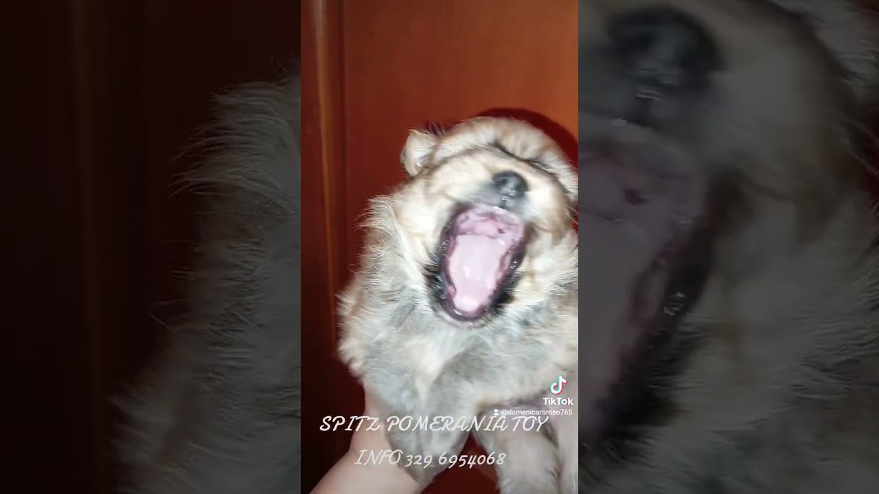 Cuccioli Volpino Pomerania Toy femmine in vendita