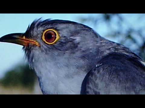 Four Aces featuring Al Alberts:  "The Cuckoo Bird in the Pickle Tree"  (1953)