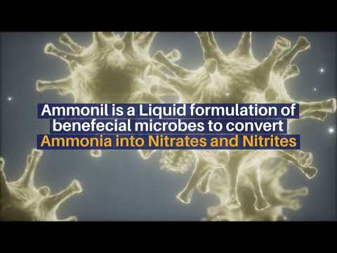 AMMONIL:Ammonia reducing bioculture