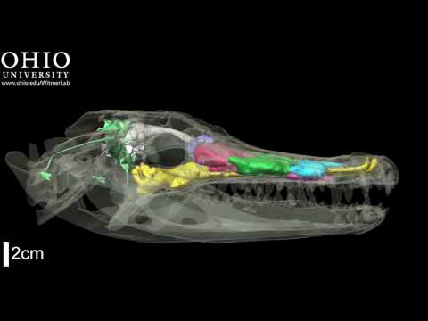 Alligator skull with brain endocast & air spaces - yaw