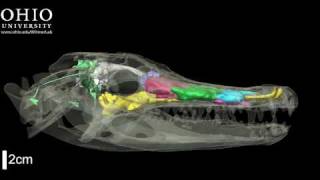 Alligator skull with brain endocast &amp; air spaces - yaw