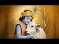 Gopashtami Special Shri Krishna S Divine Gau Seva Leela Vrindavan Bhakti