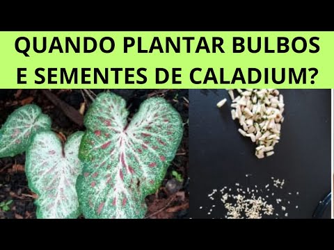 , title : 'QUANDO PLANTAR BULBOS E SEMENTES DE CALADIUM? APRENDA AQUI O MOMENTO CERTO DO PLANTIO!!'