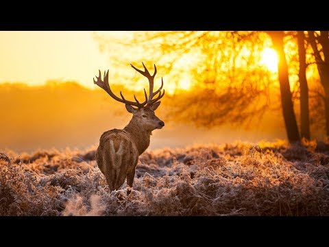 The Breathtaking Beauty of Nature | HD