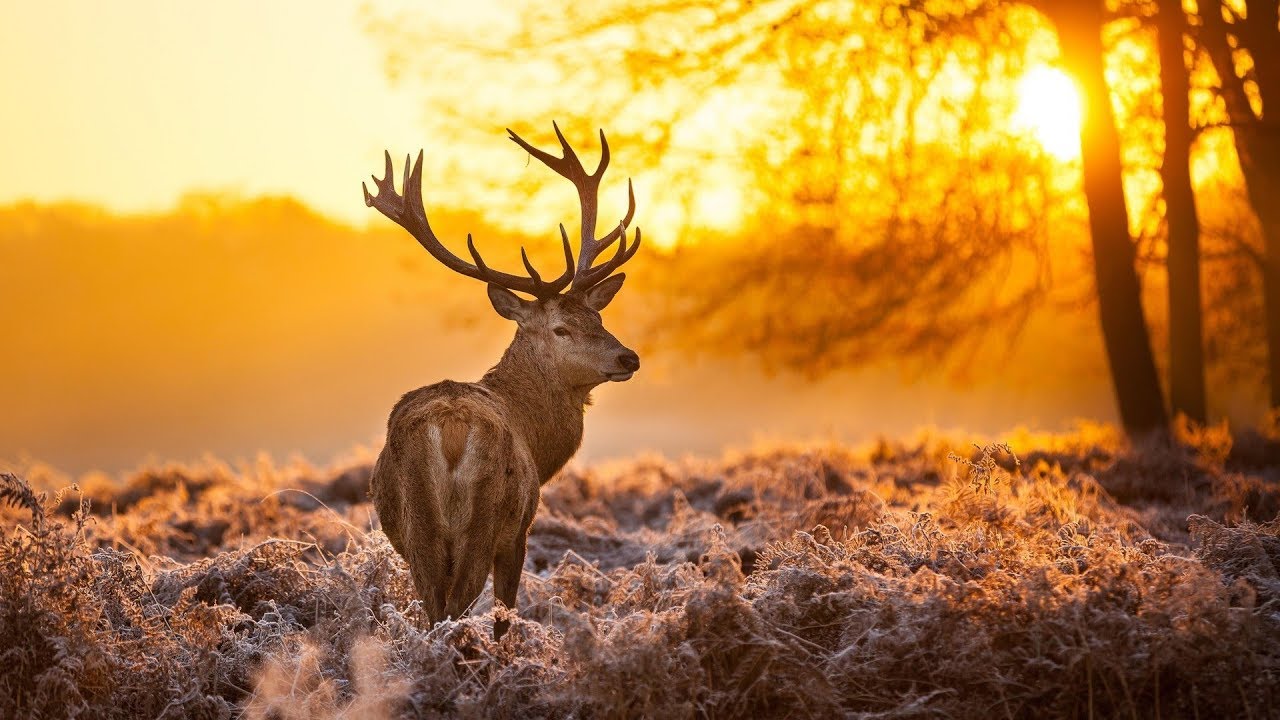 Freedom & nature thumbnail