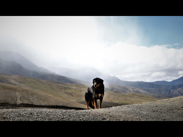 Khumbu dogs go wild after tourism decline