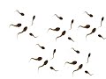 Tadpoles In The Stage Of Adulthood Wildanimals Frog Yongsieutv Mo4ke