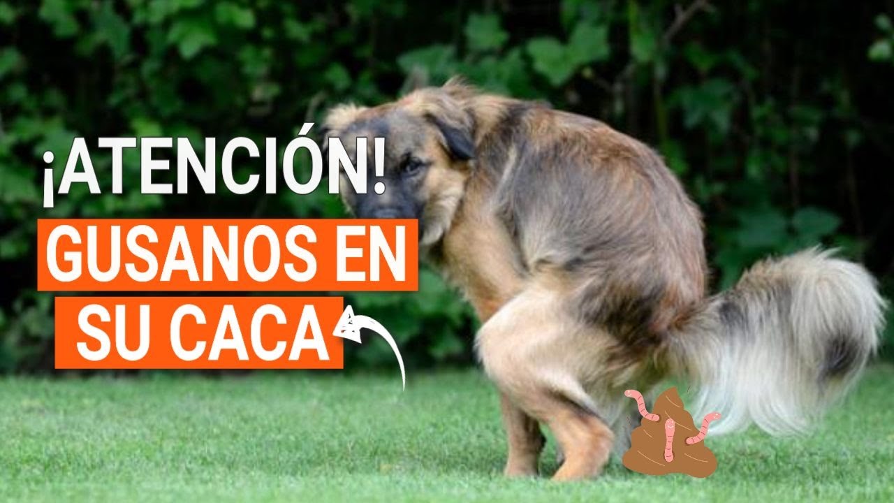 Watch GUSANOS en la CACA de MI PERRO 🐶😨¡AYUDA! Now GUSANOS en la CACA de MI PERRO 🐶😨¡AYUDA!