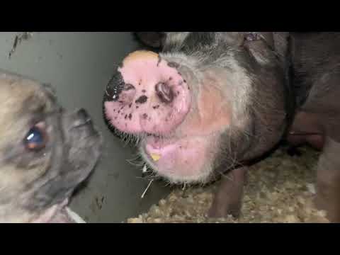 Awesome mother pigs & their piglets meet pug- A must see