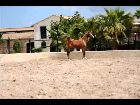 ELECTRA BV (Im Kalisto Cathare x Ekspedycja) 2009 filly