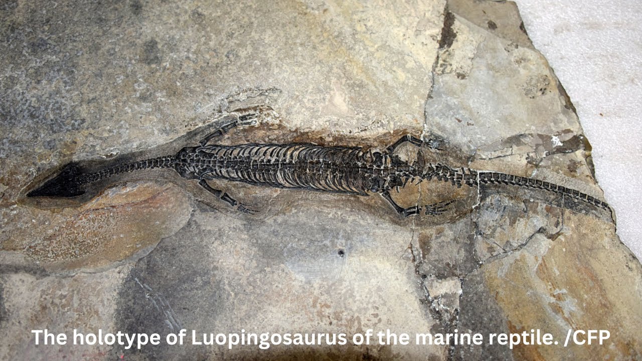 244-million-year-old marine reptile fossil found in China's Yunnan