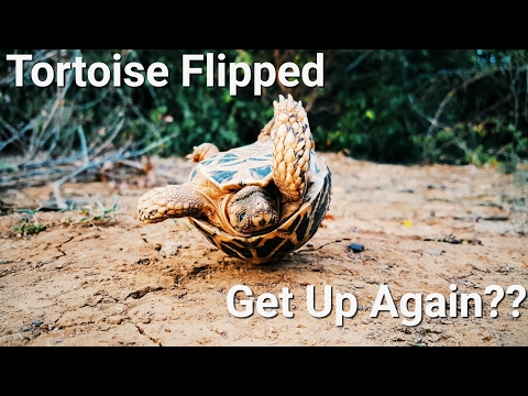 3rd YouTube video about how long can a turtle survive on its back