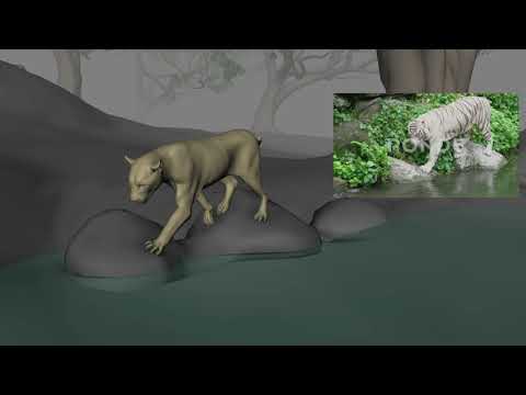 Tiger Animation
