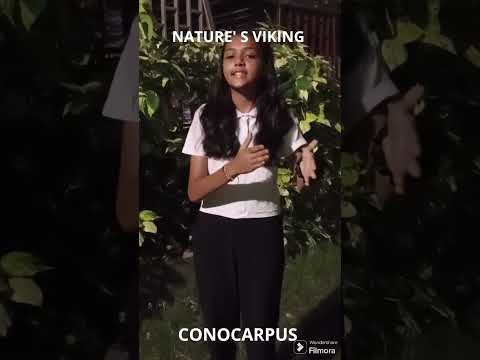NATURE'S VIKING|To know about CONOCARPUS TREE