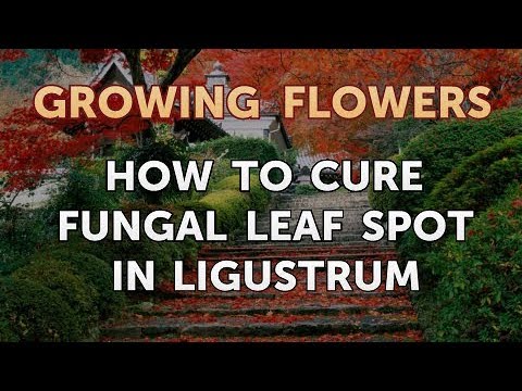 How to Grow Lantana From Saved Seeds