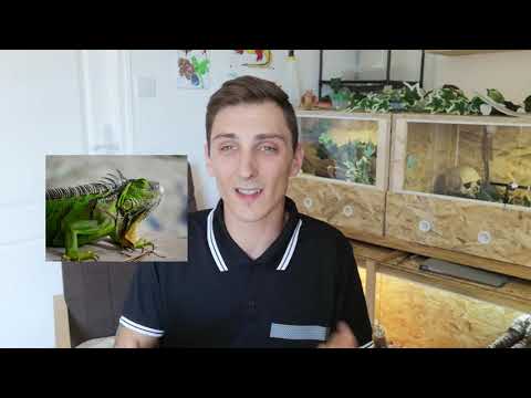 TUTO mon premier reptile, comment bien commencer!!