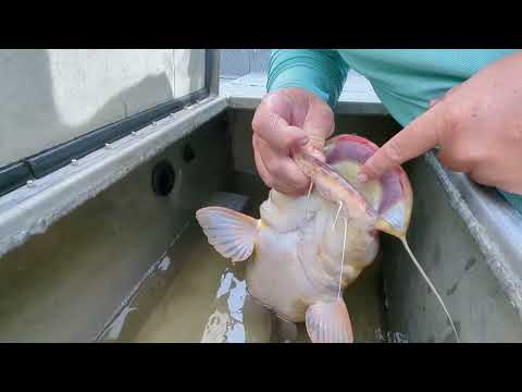 Blue Catfish Teeth