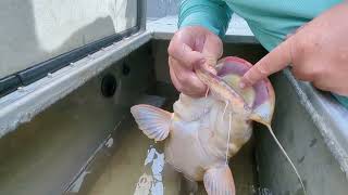 Do Catfish Have Teeth
