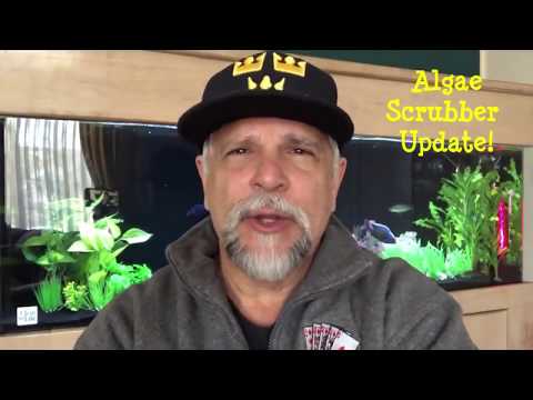 HOG2 on 100 gallon cichlid tank, by Ben Ochart